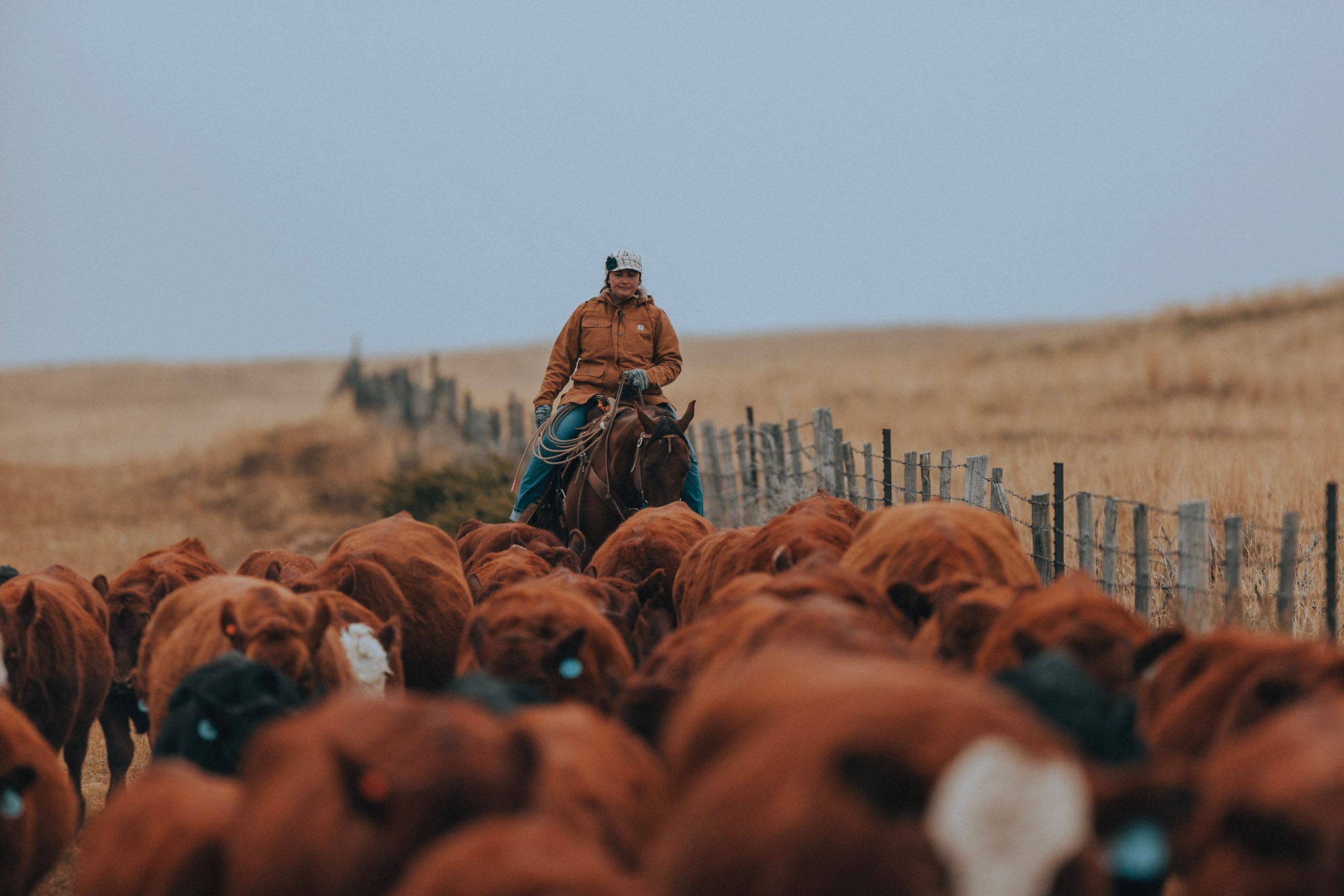 5-reasons-we-choose-traditional-horse-herding-for-cattle-management