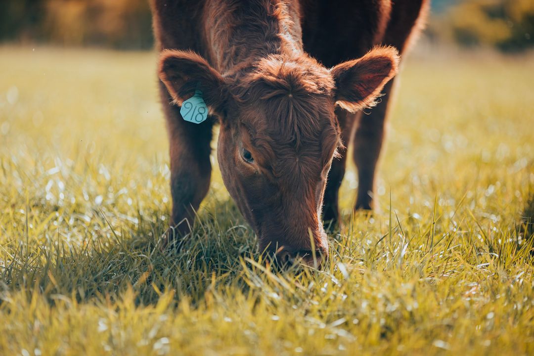 pasture-to-plate-the-different-paths-to-quality-beef