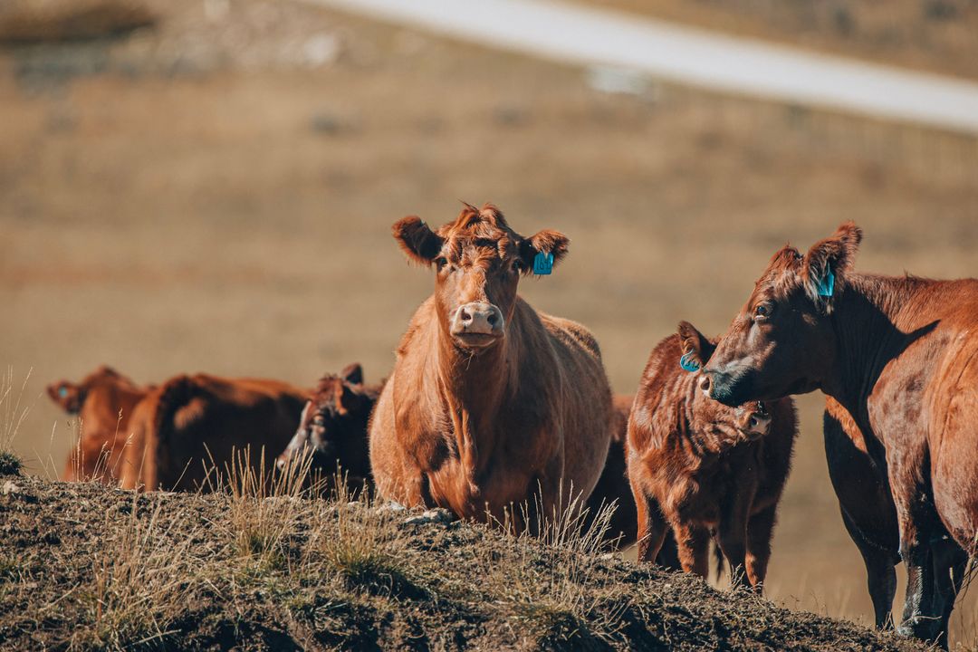 keeping-your-herd-healthy-understanding-water-quality-for-cattle