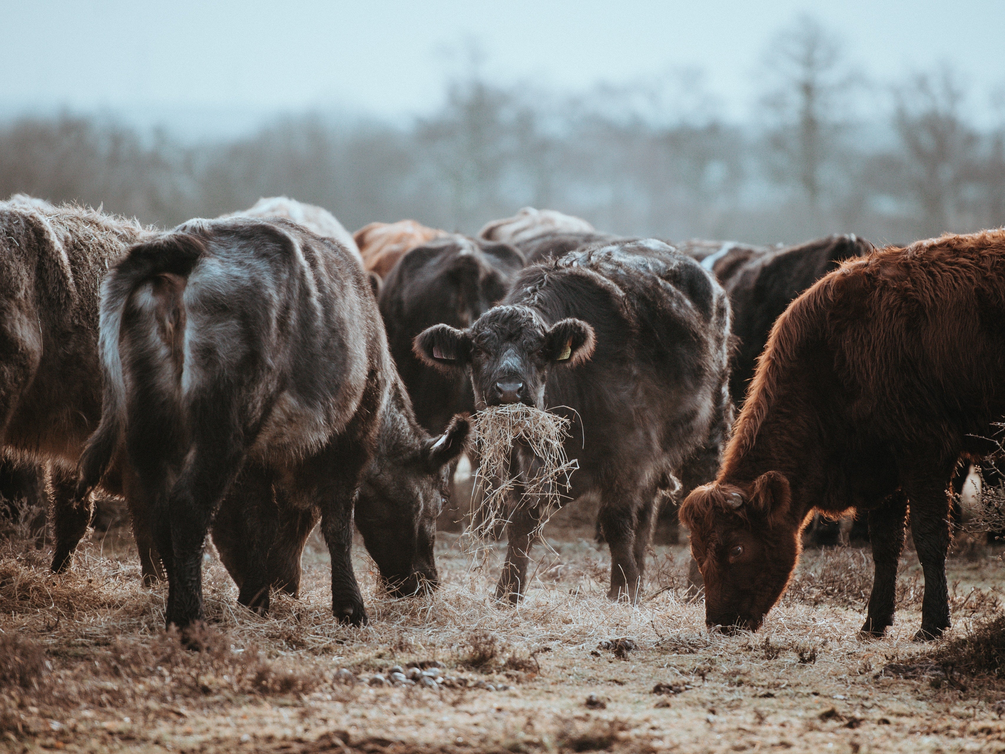 building-connections-with-your-food-locally-raised-beef-the-farm-to-table-movement