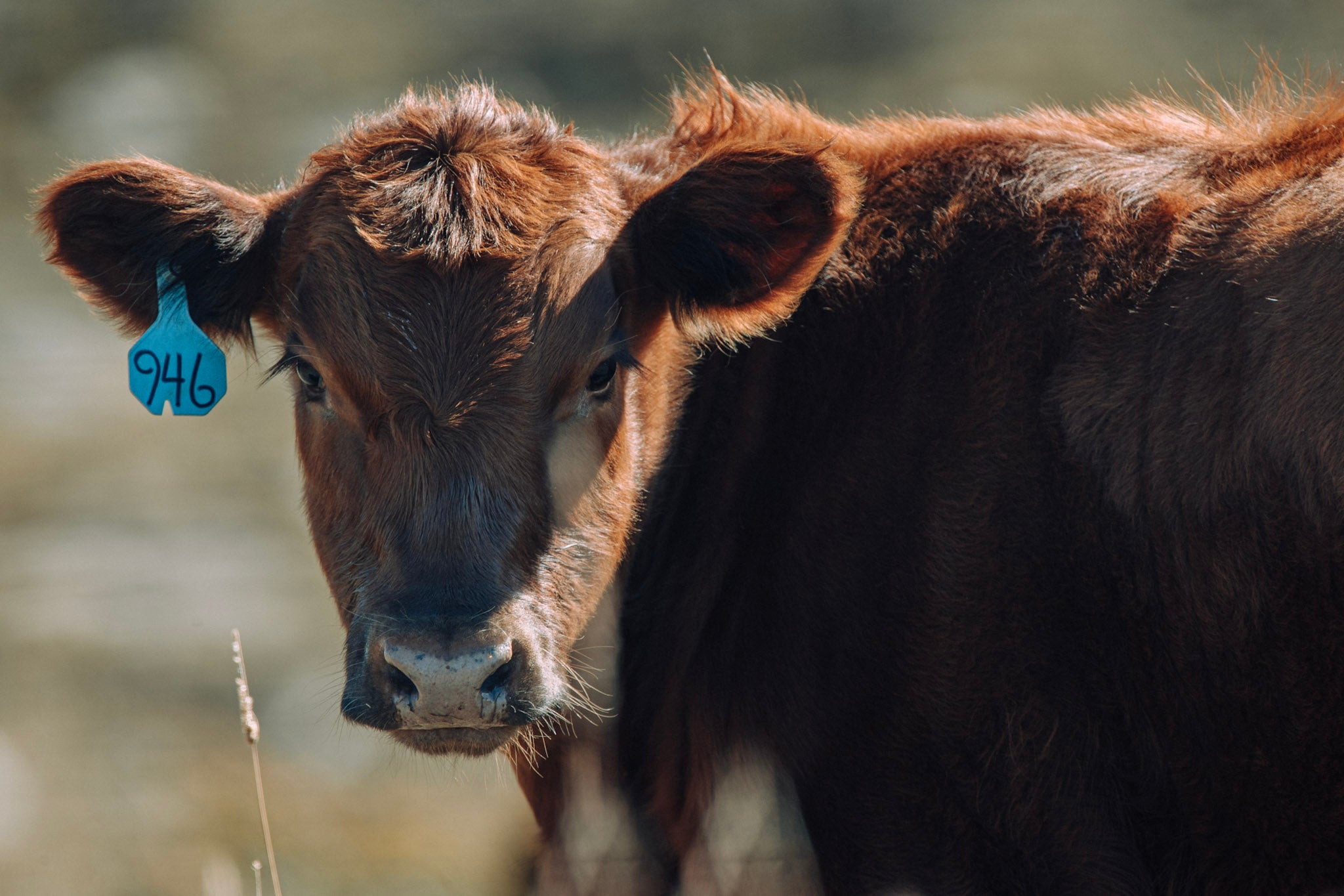 red-angus-cattle-the-breed-behind-lazy-ts-high-quality-beef