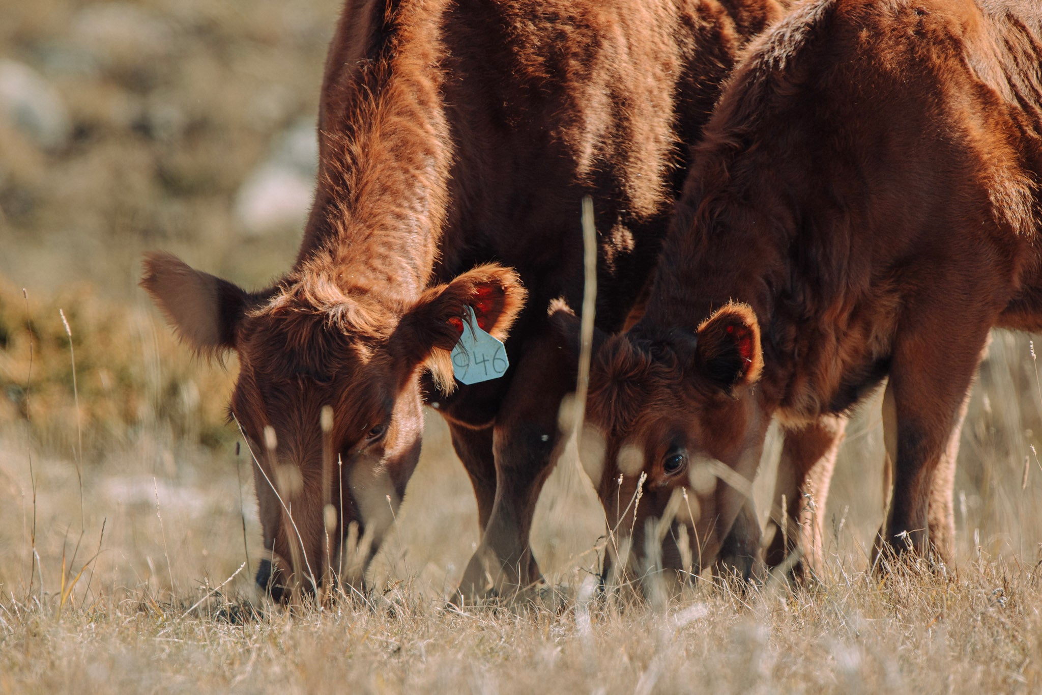 cattle-feedlots-what-are-they-and-how-do-they-work