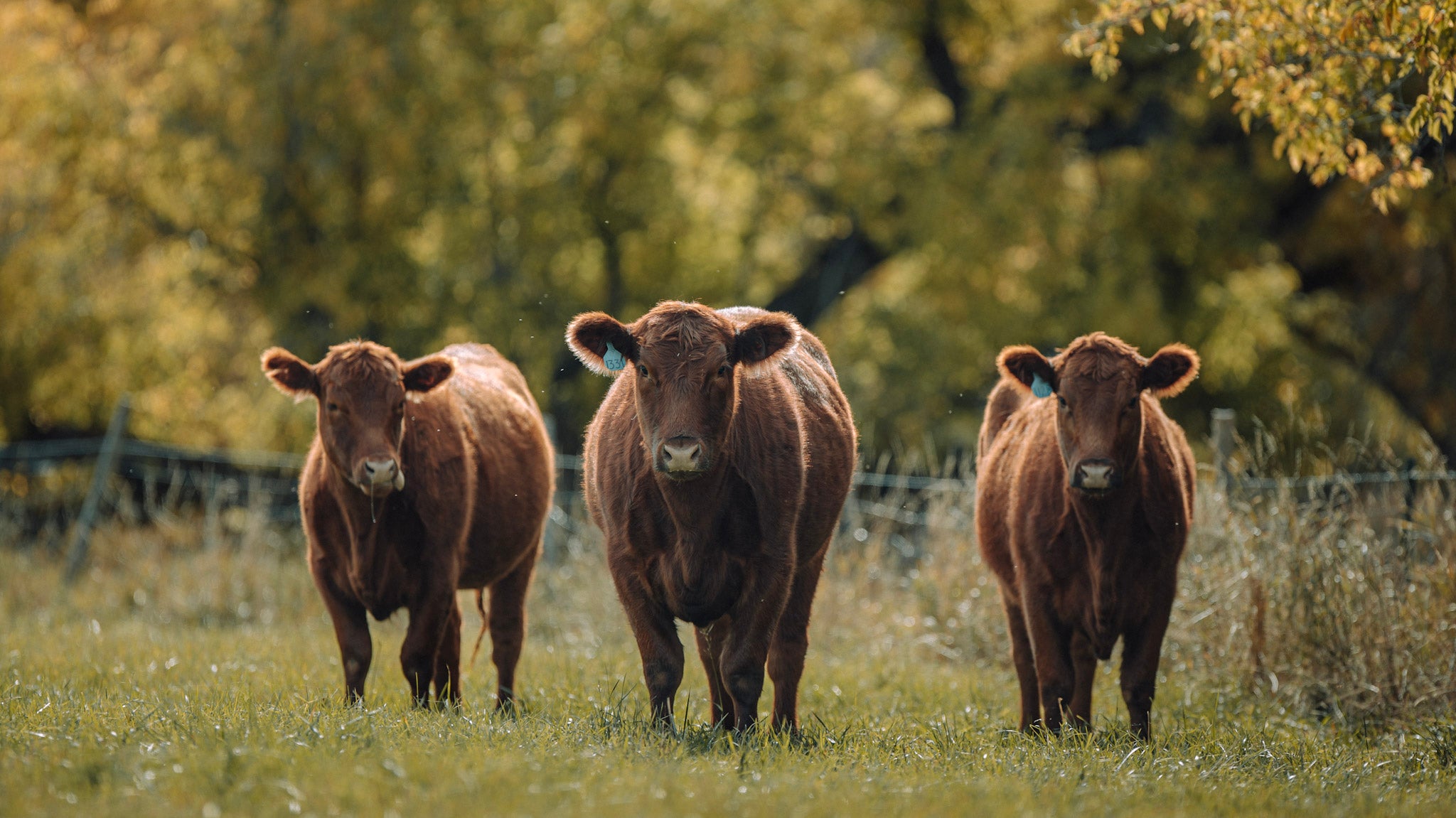 organic-grass-fed-or-grain-fed-how-to-choose-the-right-beef-for-you-online