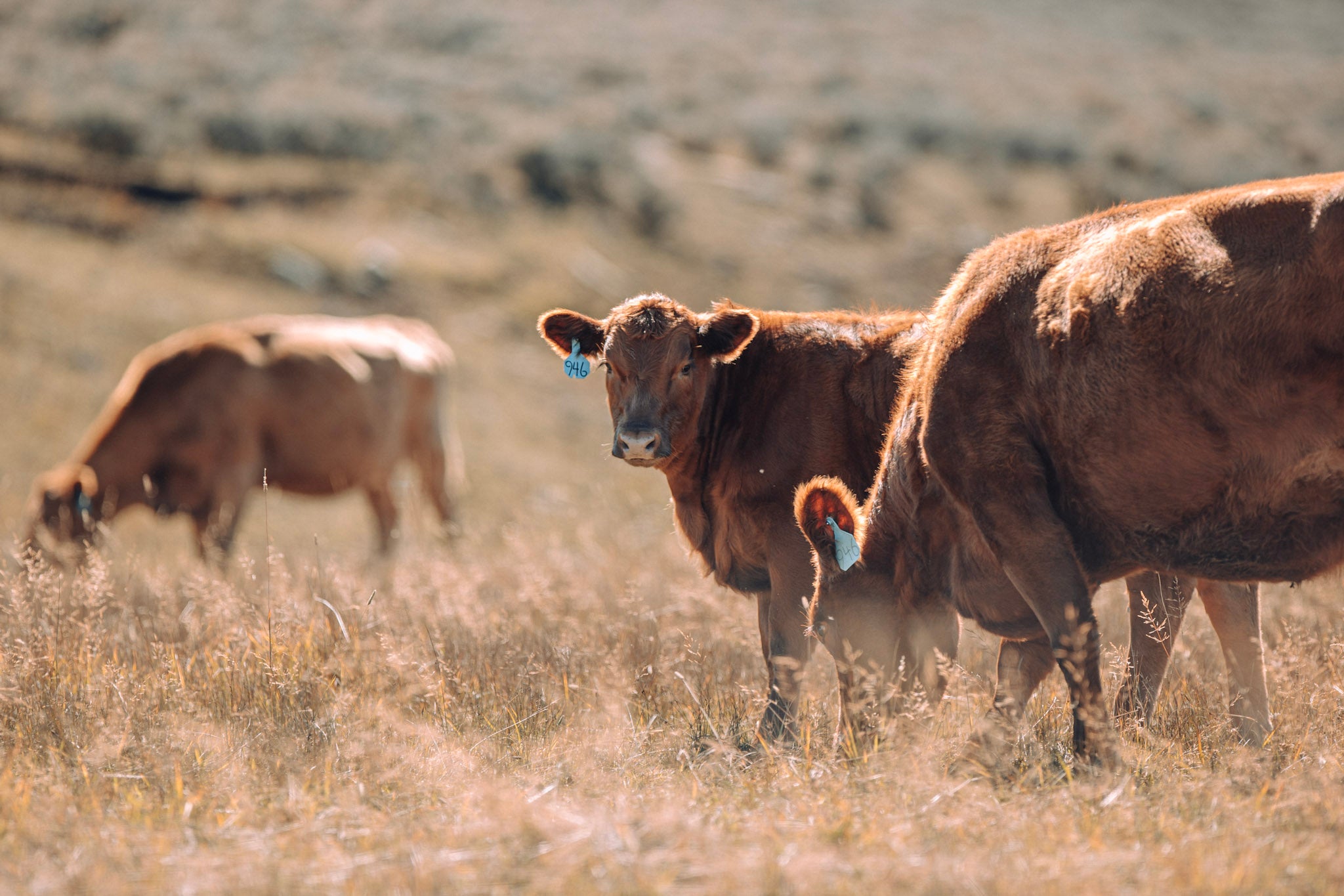 the-role-of-genetics-in-beef-quality-selecting-the-best-cattle