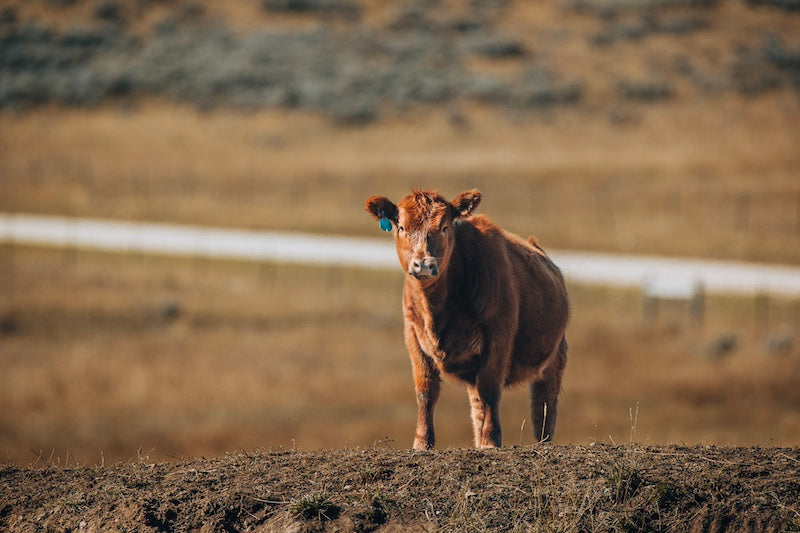 the-freshness-factor-why-locally-raised-beef-tastes-better