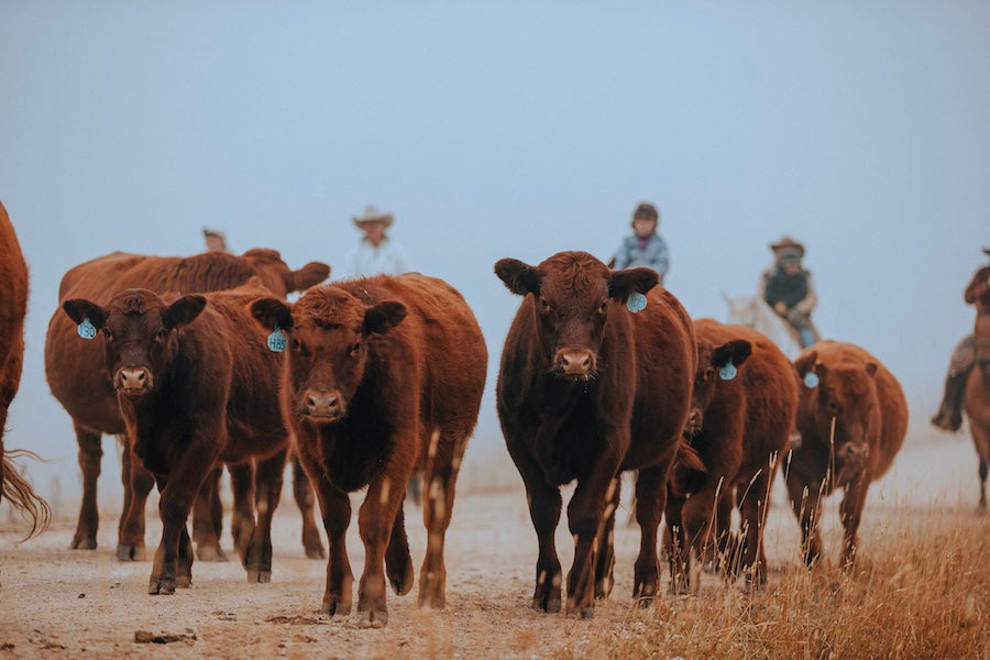 why-choose-lazy-t-ranch-for-ordering-beef-online-our-commitment-to-quality-and-care