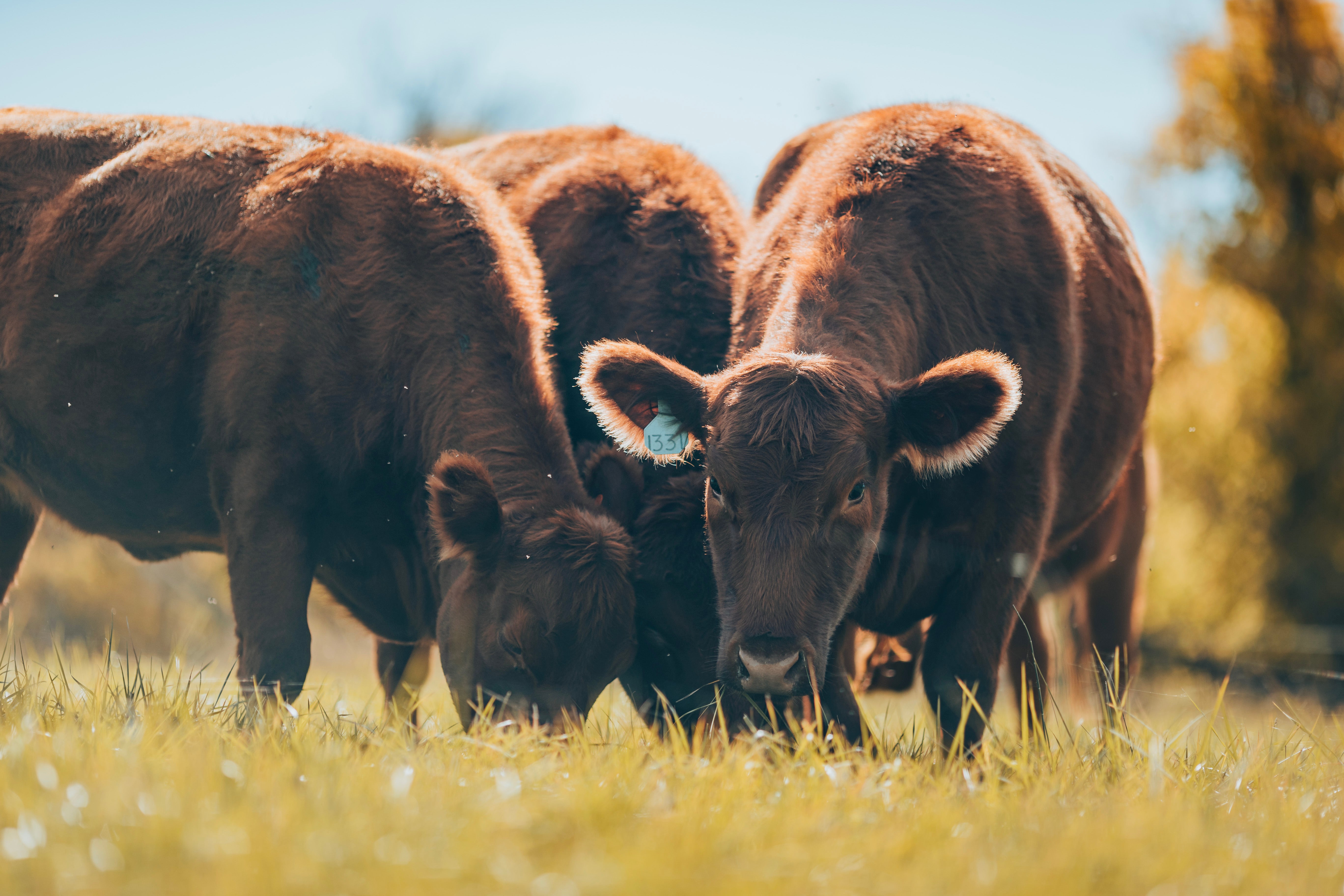 the-difference-between-grass-fed-and-grass-finished-beef-and-why-you-should-care