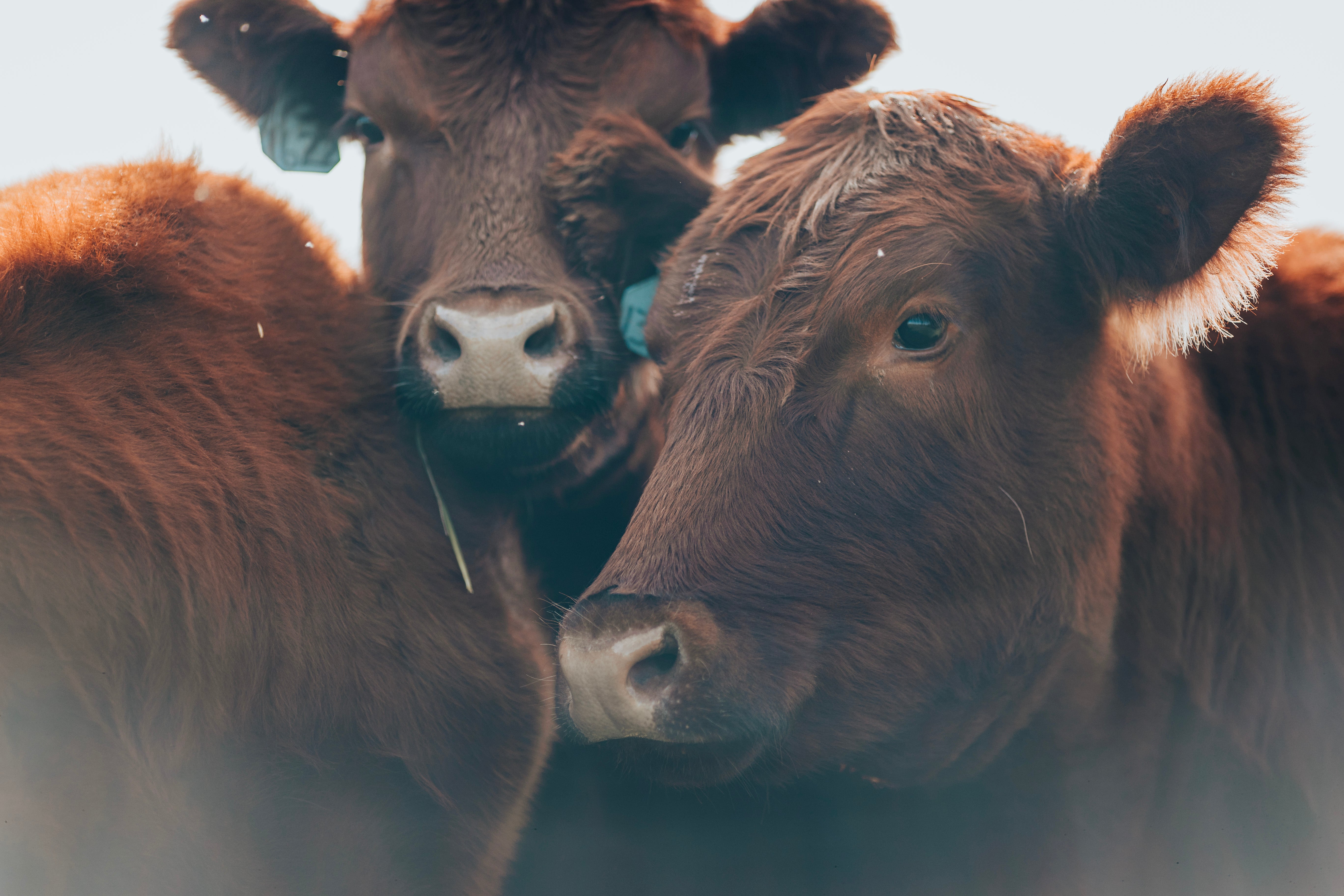 whats-the-deal-with-beef-exploring-the-controversy-and-internal-struggles-of-the-beef-industry